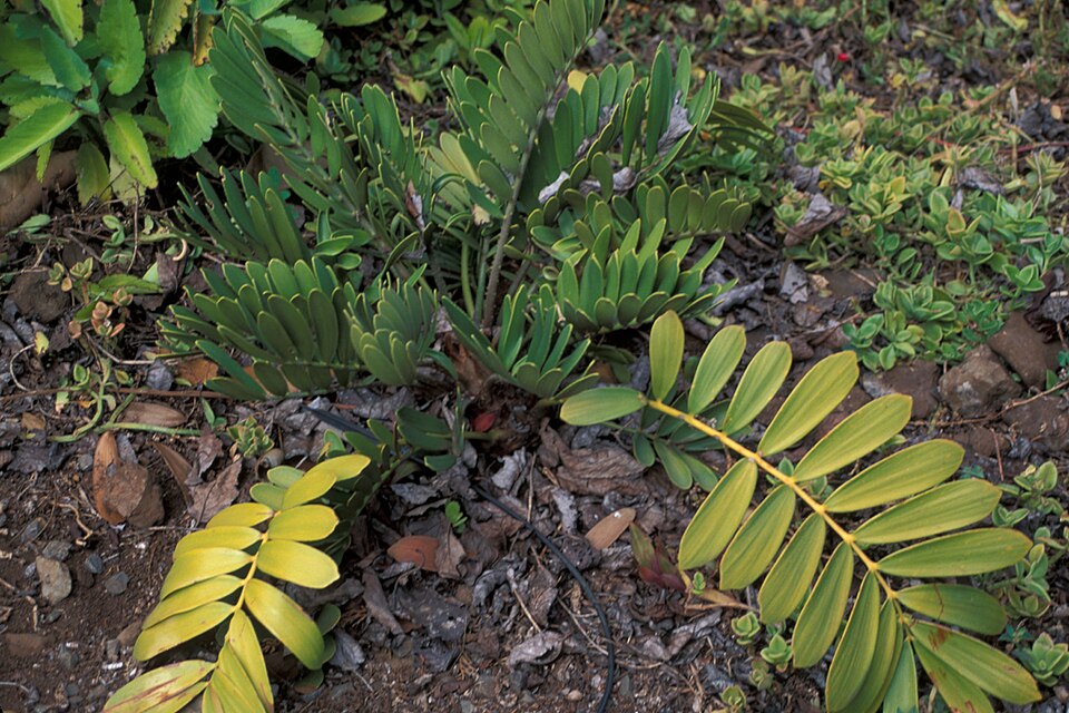 Zamia integrifolia (Coontie Palm) (alternate view 7)