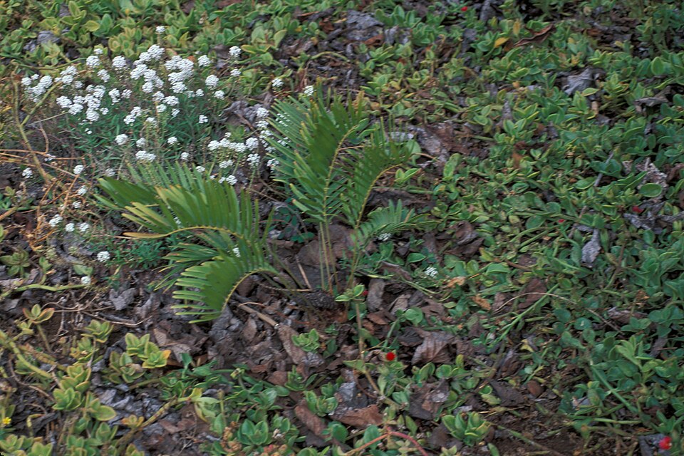 Zamia integrifolia (Coontie Palm) (alternate view 8)