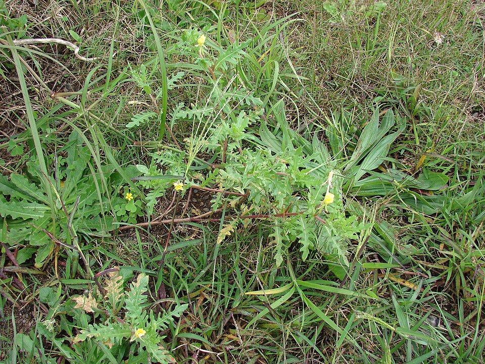 Oenothera laciniata (cutleaf evening primrose)