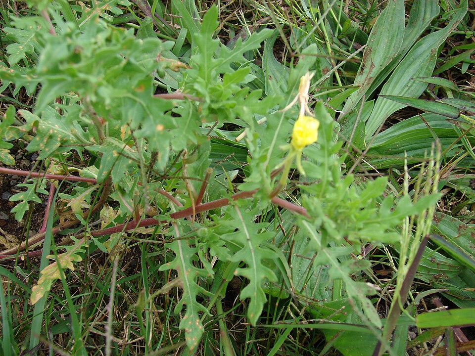 Oenothera laciniata (cutleaf evening primrose)