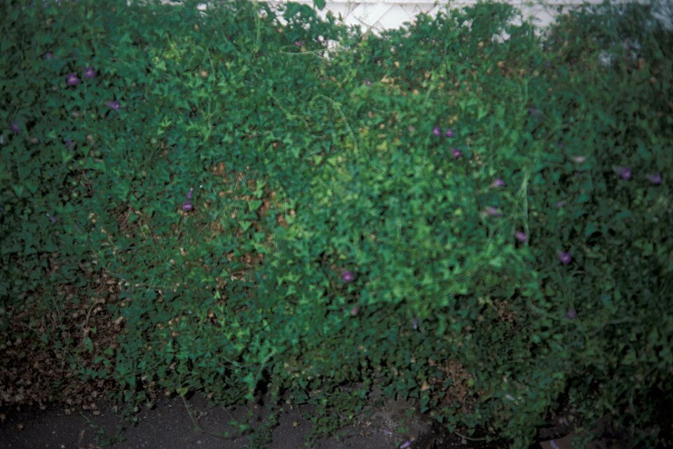 Maurandella antirrhiniflora (Snapdragon Vine) (alternate view 8)