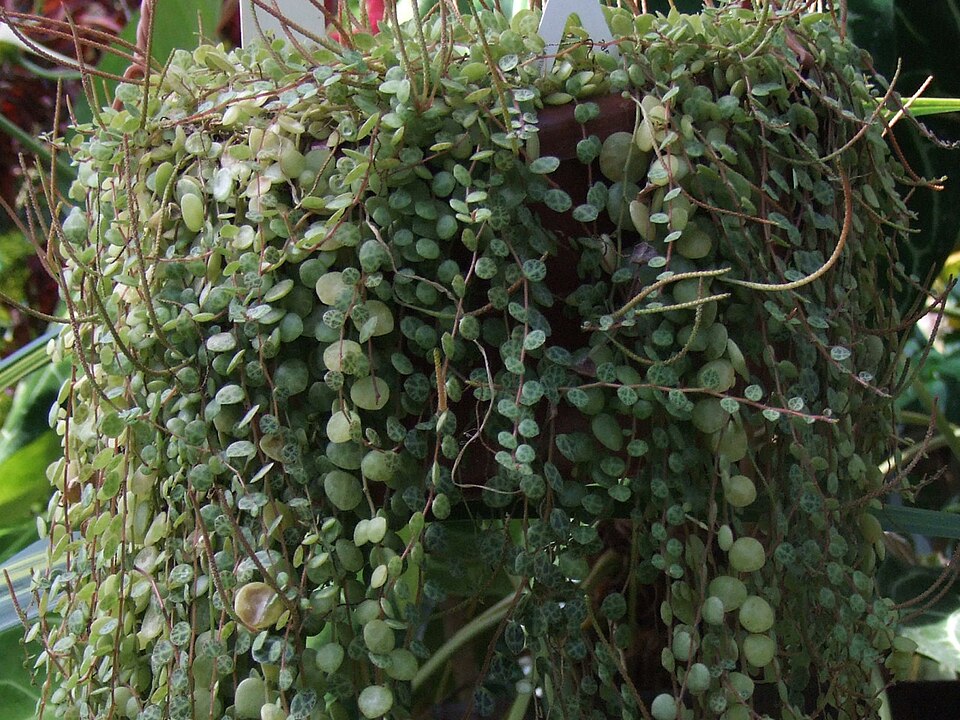 Peperomia prostrata (String of Turtles) (alternate view 7)