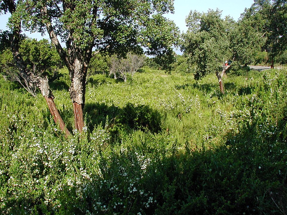 Myrtus communis (alternate view 8)