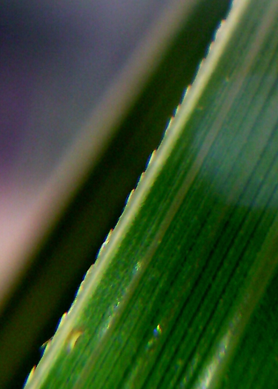 Cortaderia selloana (Pampas Grass) (alternate view 9)