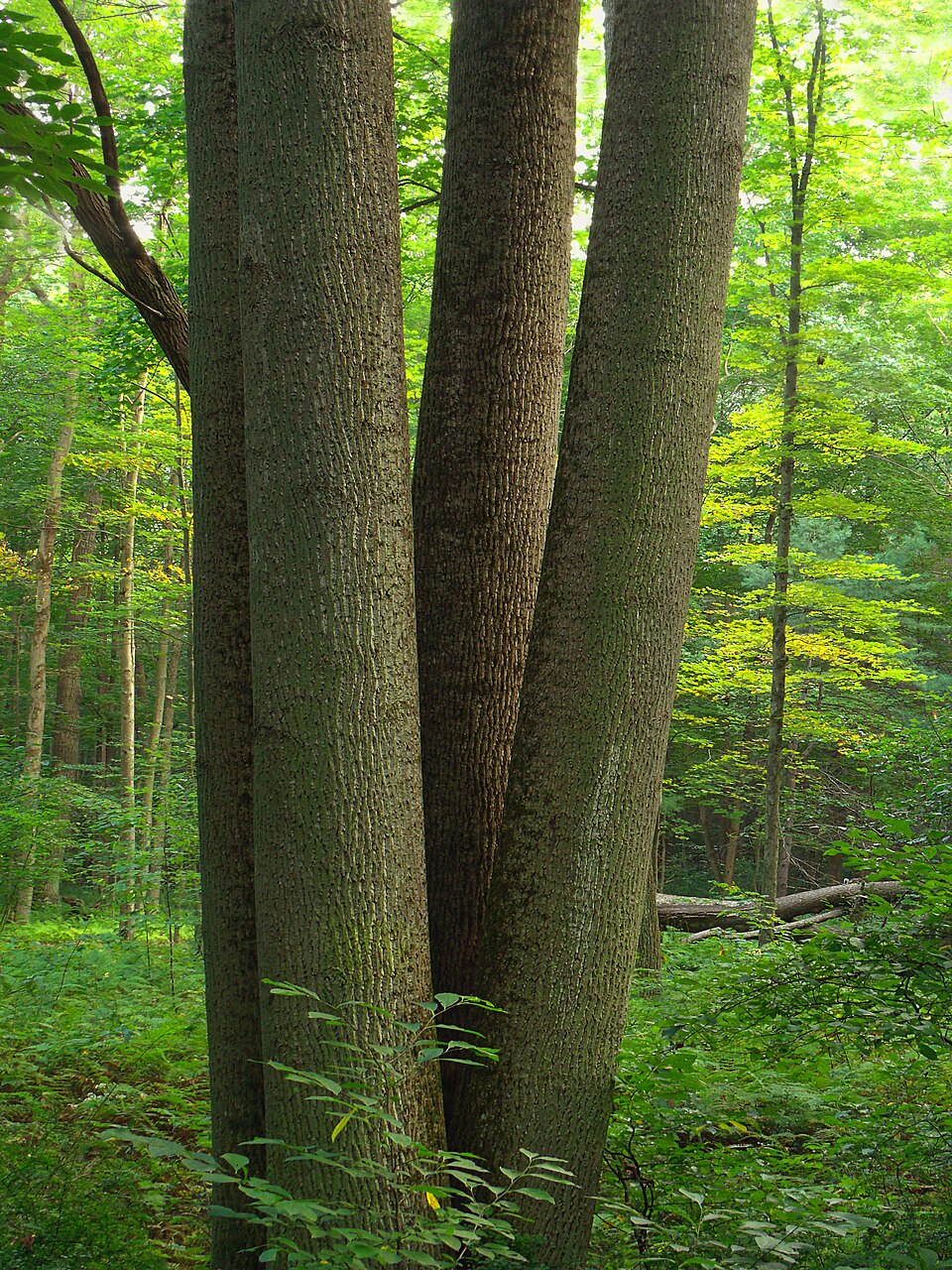 Tilia americana (basswood) (alternate view 8)