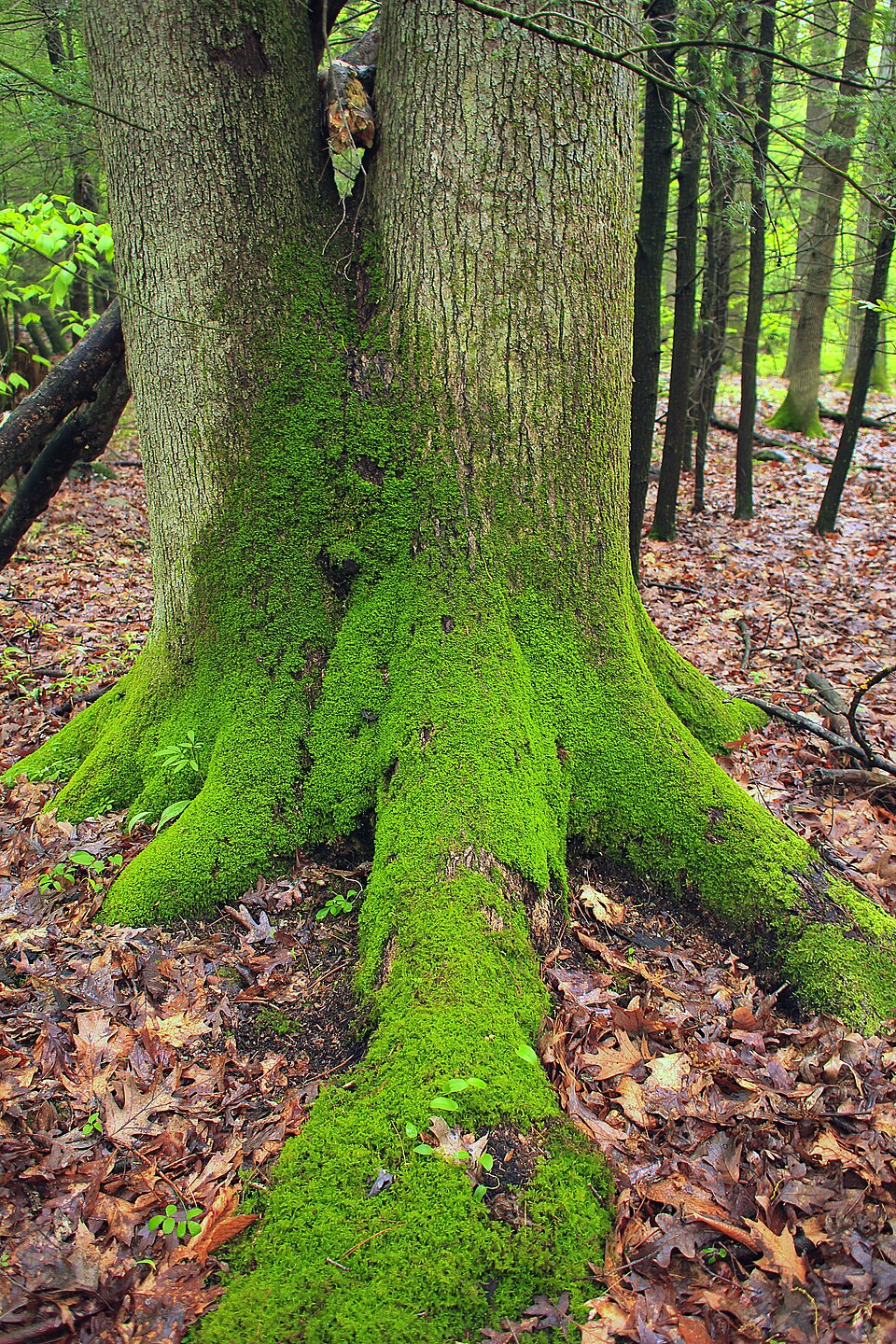 Tilia americana (basswood) (alternate view 9)