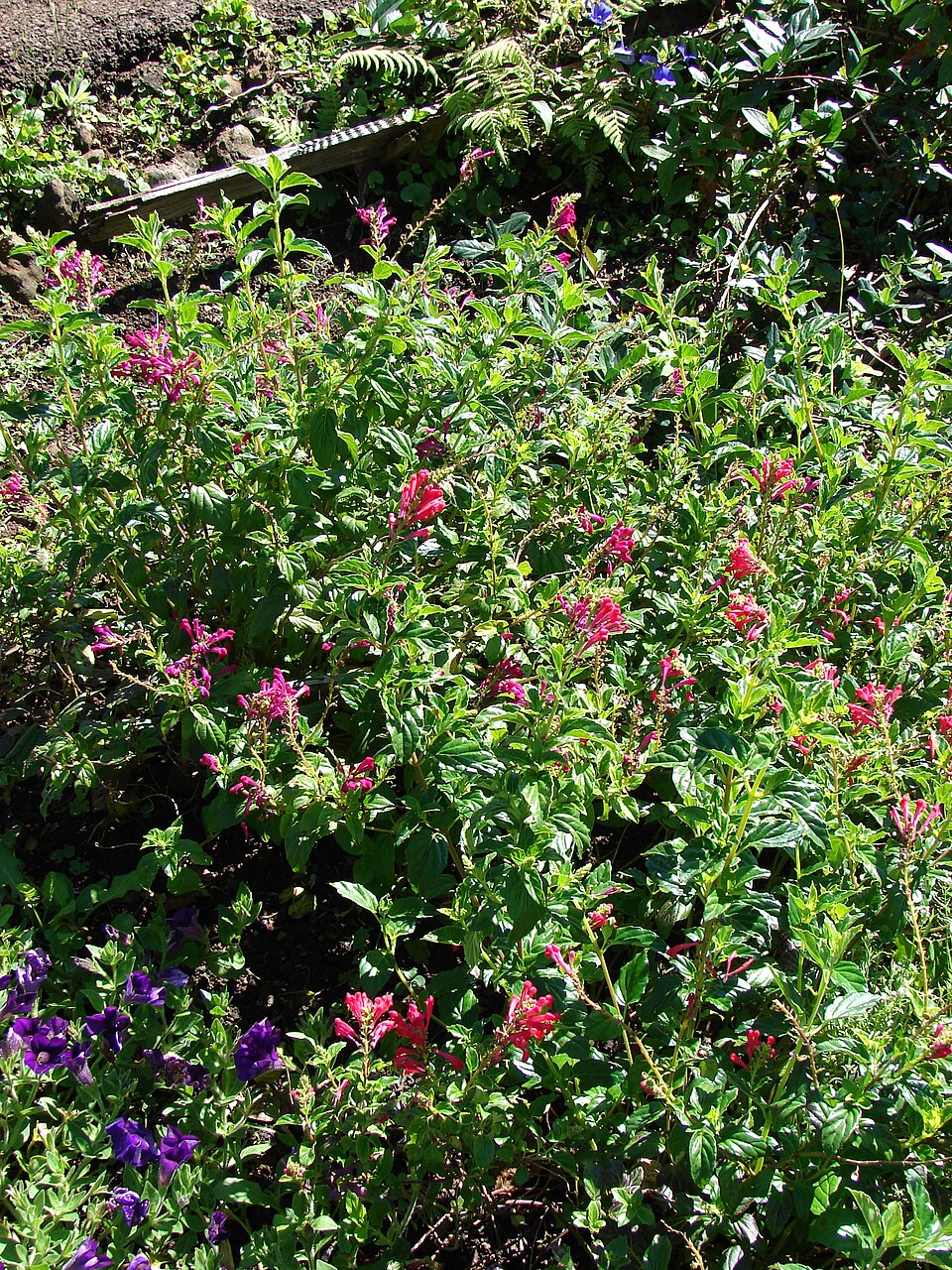 Scutellaria suffrutescens (Pink Skullcap) (alternate view 7)