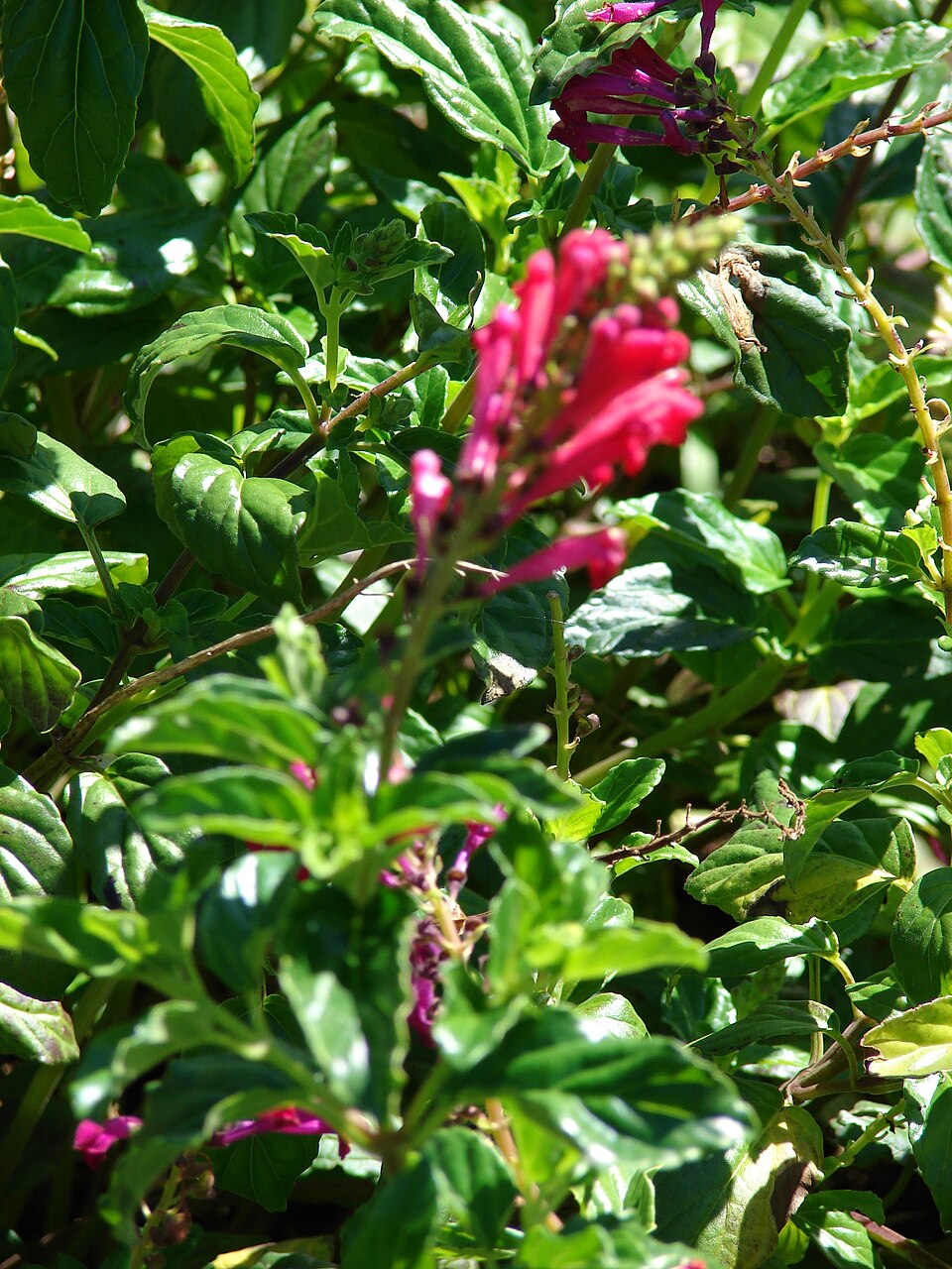 Scutellaria suffrutescens (Pink Skullcap) (alternate view 8)