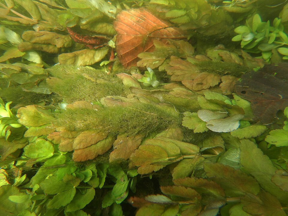 Helosciadium nodiflorum (Fool's Watercress)