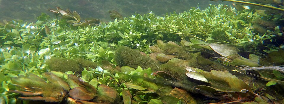 Helosciadium nodiflorum (Fool's Watercress)