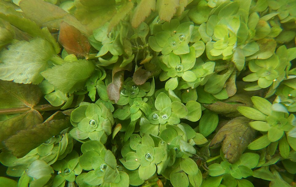 Helosciadium nodiflorum (Fool's Watercress)