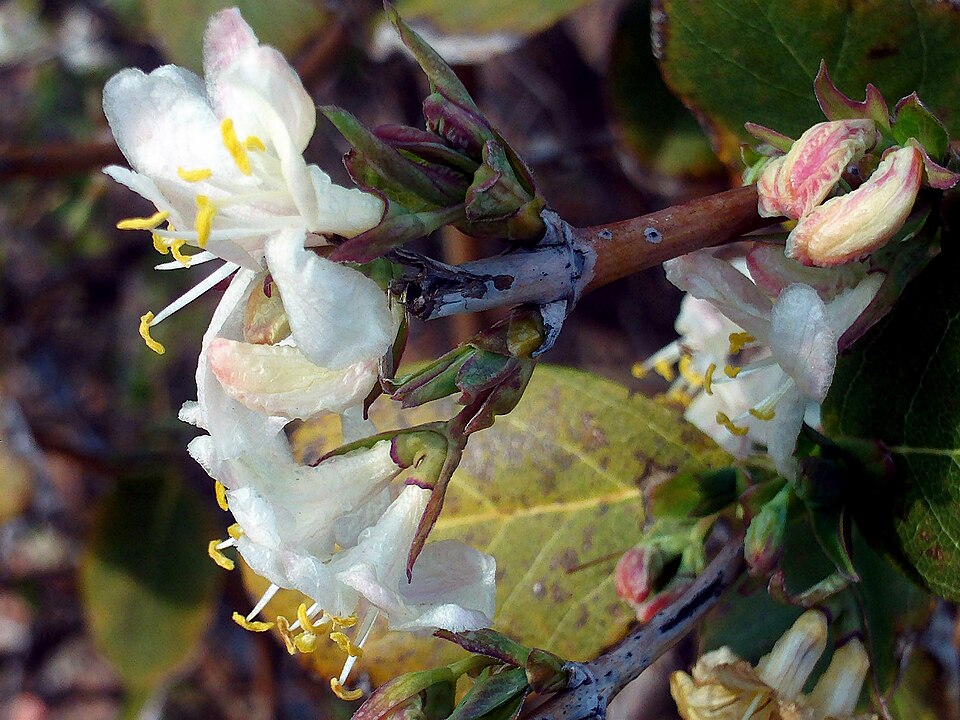 Lonicera × purpusii (Winter Beauty Honeysuckle) (alternate view 6)