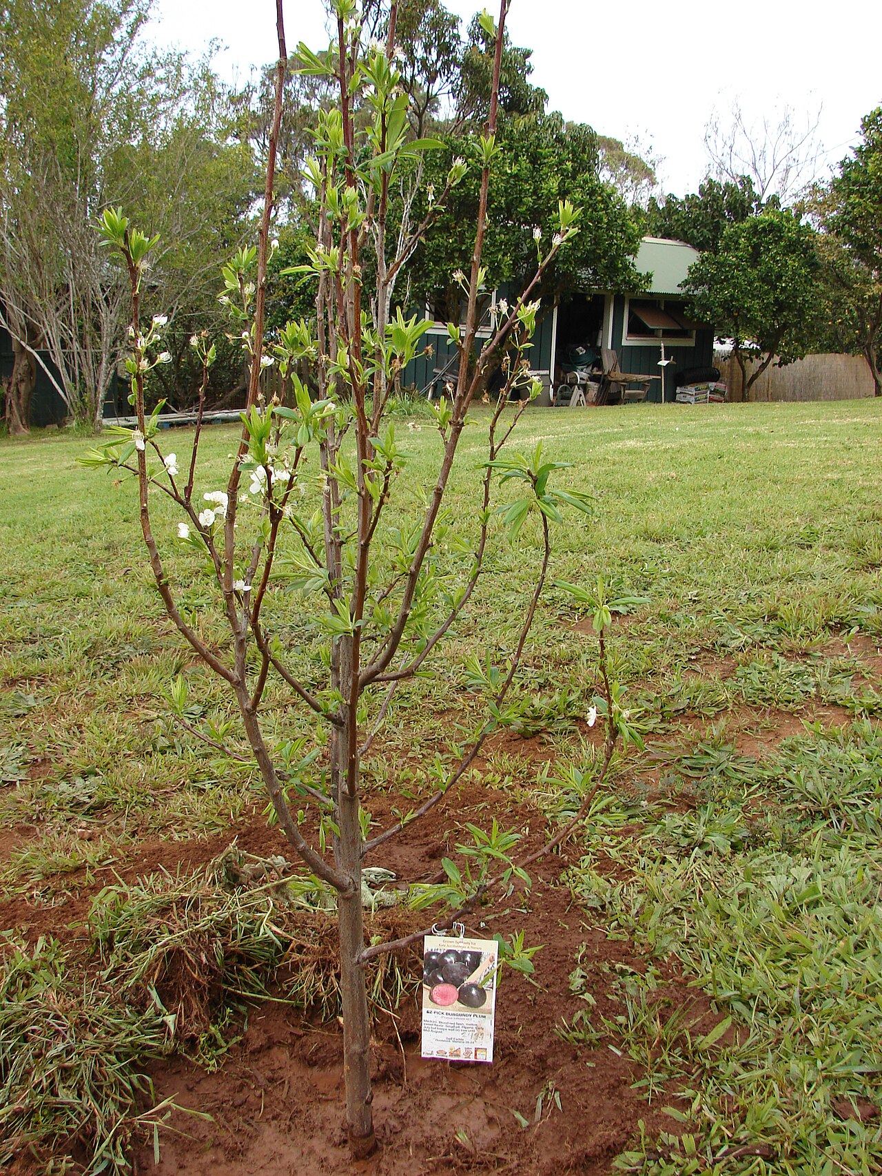 Prunus salicina, Chinese plum — spreading deciduous (Rosaceae) (image 4 of 10)