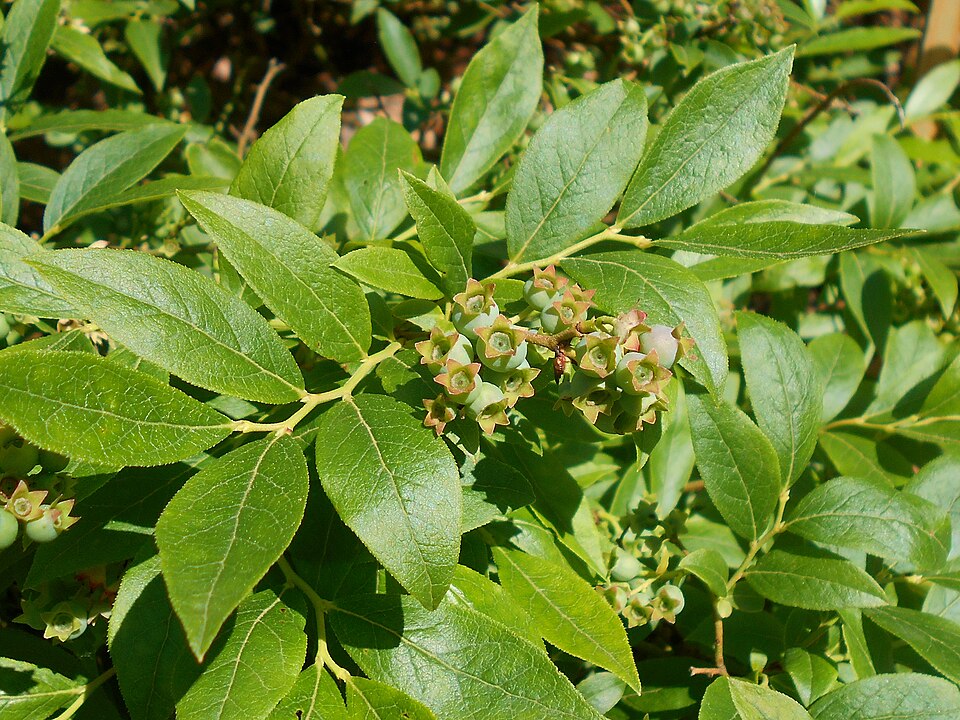 Vaccinium pallidum (Early Lowbush Blueberry) (alternate view 9)