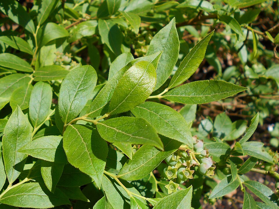Vaccinium pallidum (Early Lowbush Blueberry) (alternate view 10)