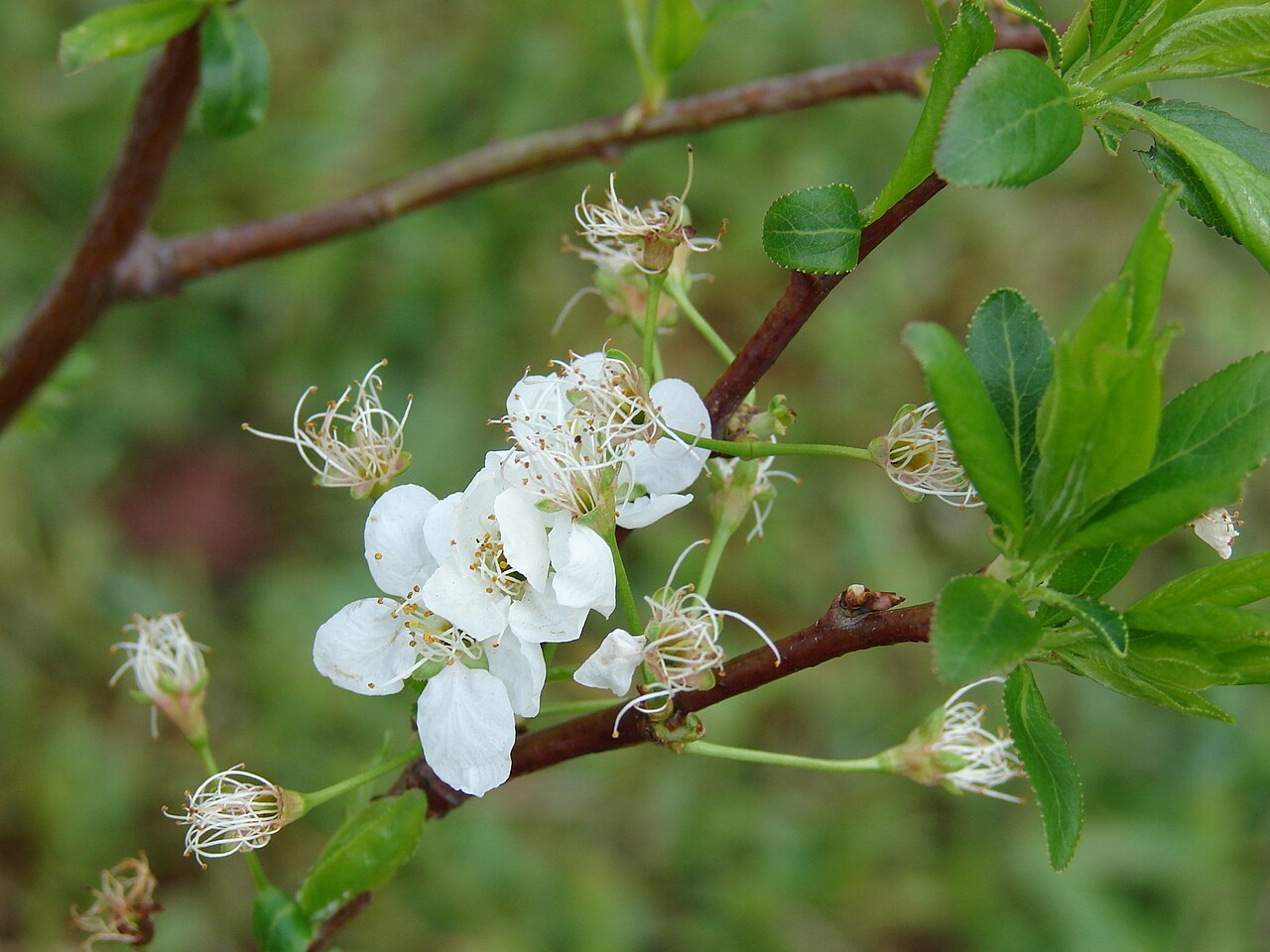 Prunus salicina, Chinese plum — spreading deciduous (Rosaceae) (image 5 of 10)