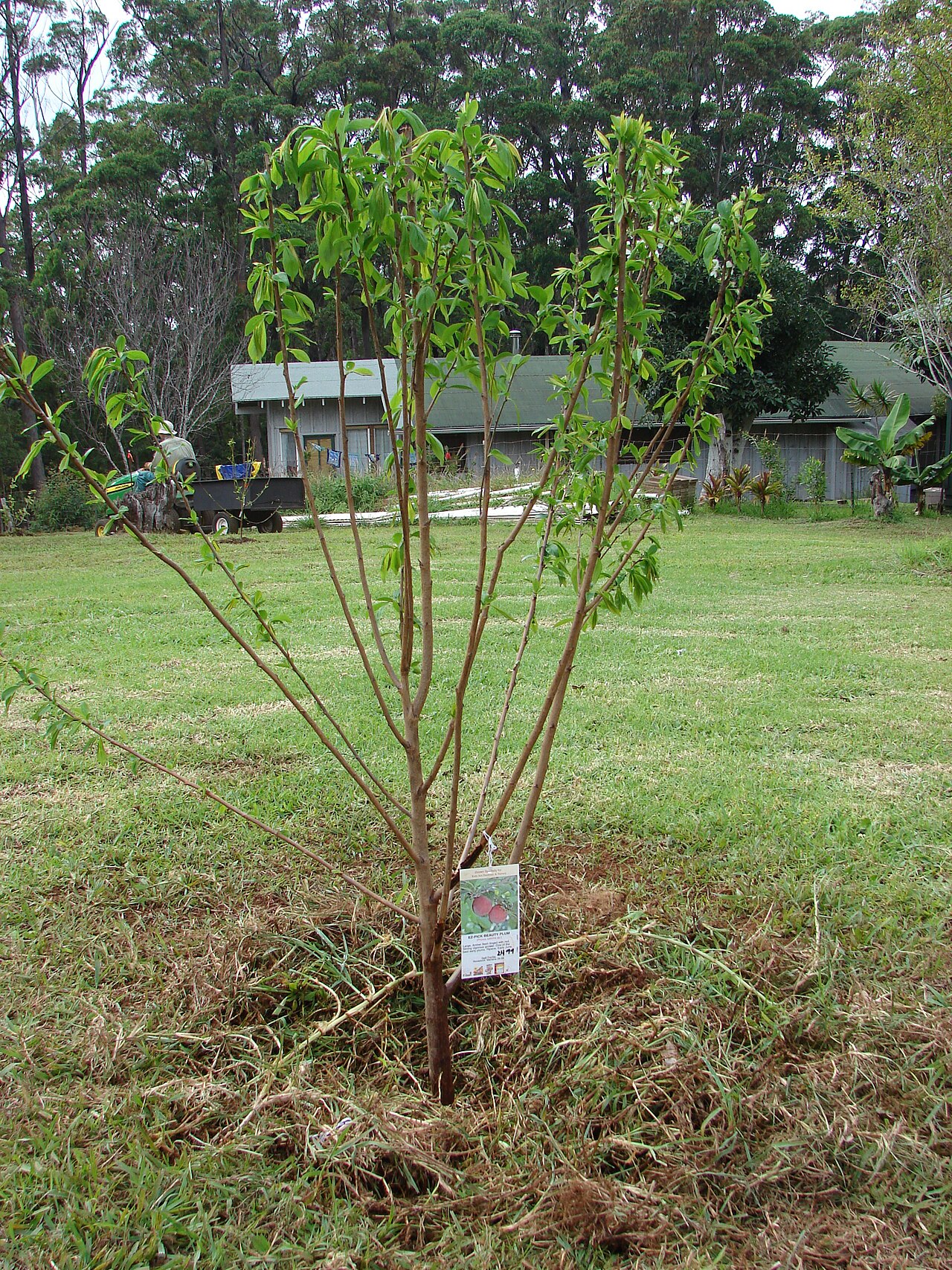 Prunus salicina, Chinese plum — spreading deciduous (Rosaceae) (image 6 of 10)