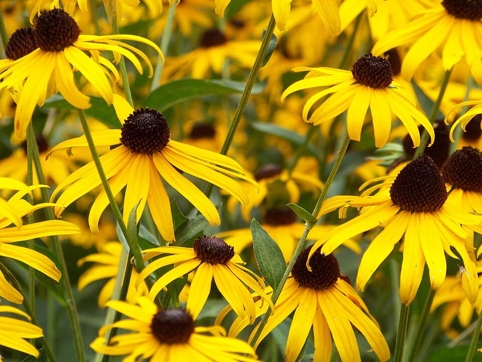Rudbeckia (black-eyed Susans and coneflowers) (alternate view 4)