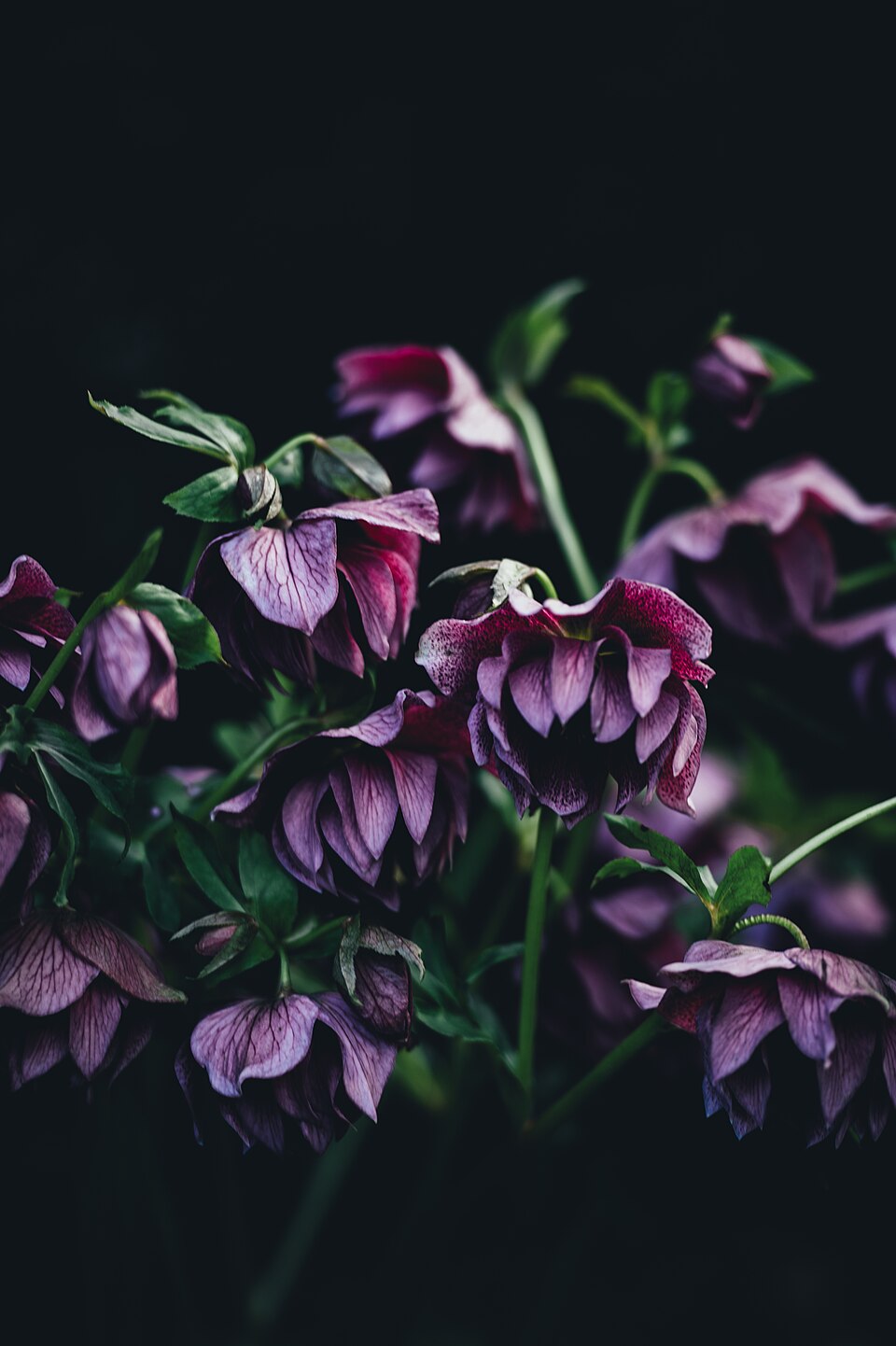 Helleborus (Hellebores) (alternate view 2)