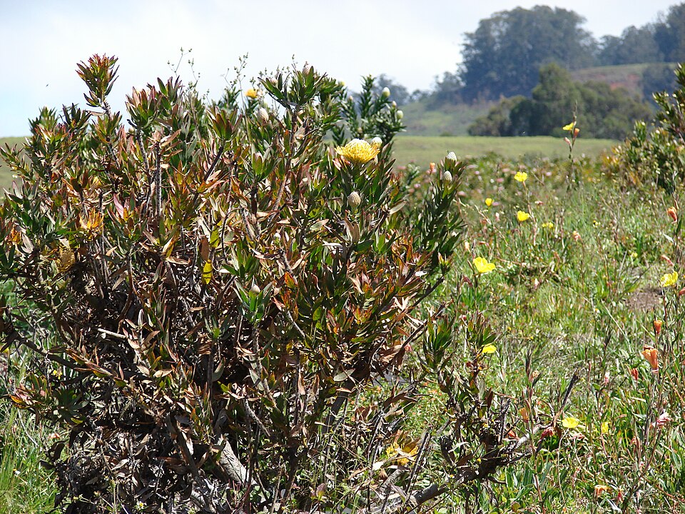Leucospermum cuneiforme (alternate view 3)