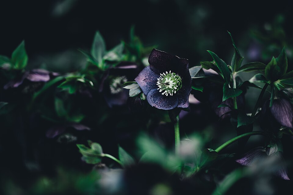 Helleborus (Hellebores) (alternate view 3)
