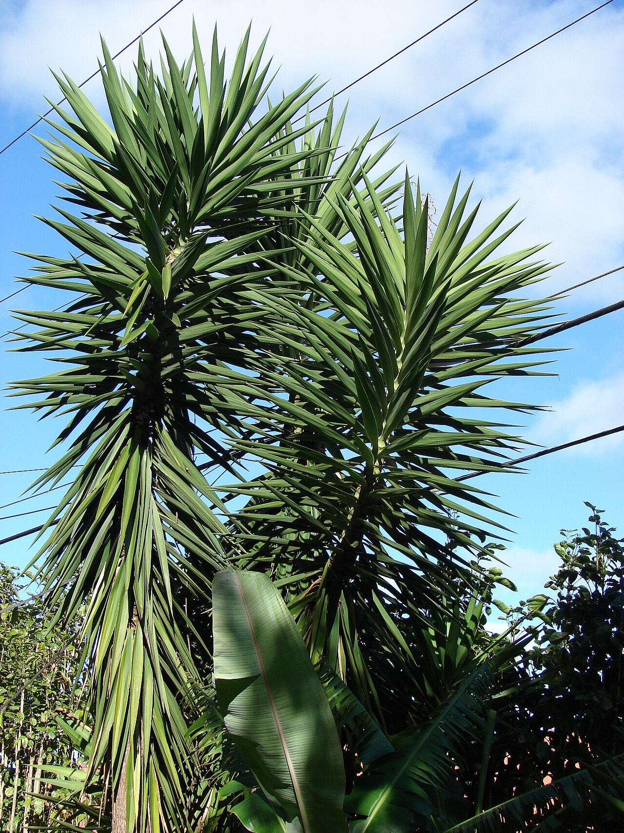 Yucca gigantea, Spineless yucca — upright evergreen (Asparagaceae) (image 7 of 10)