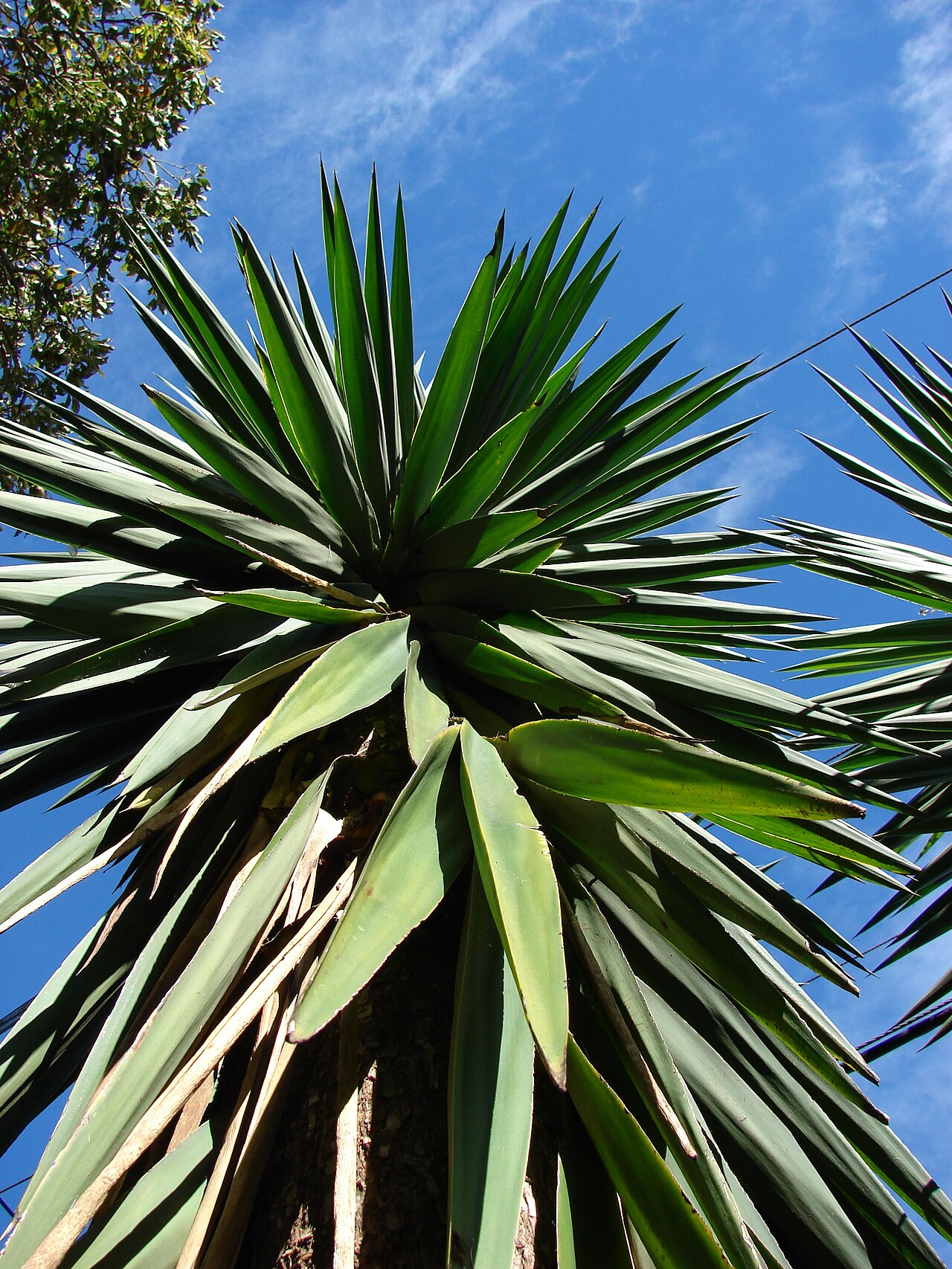 Yucca gigantea, Spineless yucca — upright evergreen (Asparagaceae) (image 8 of 10)