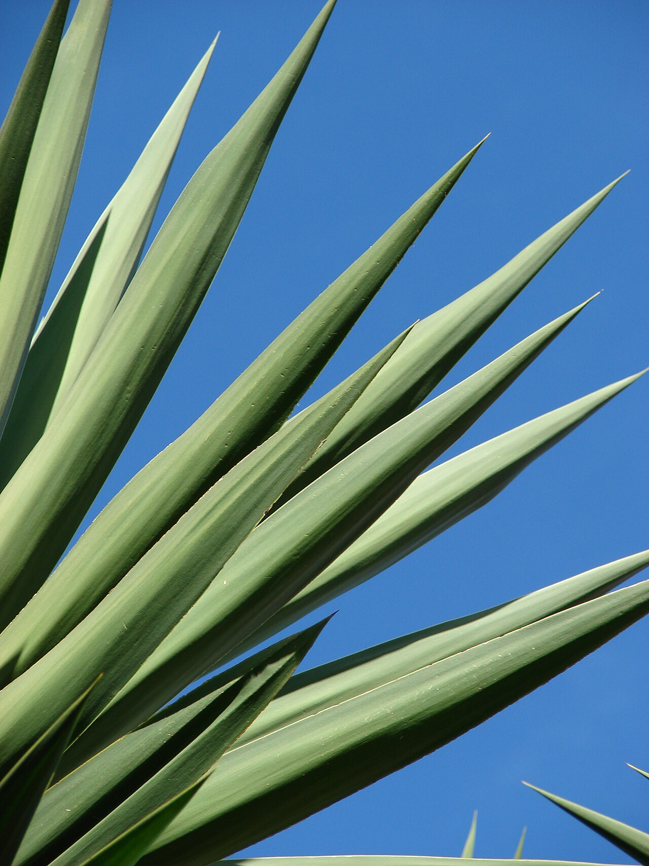 Yucca gigantea, Spineless yucca — upright evergreen (Asparagaceae) (image 9 of 10)