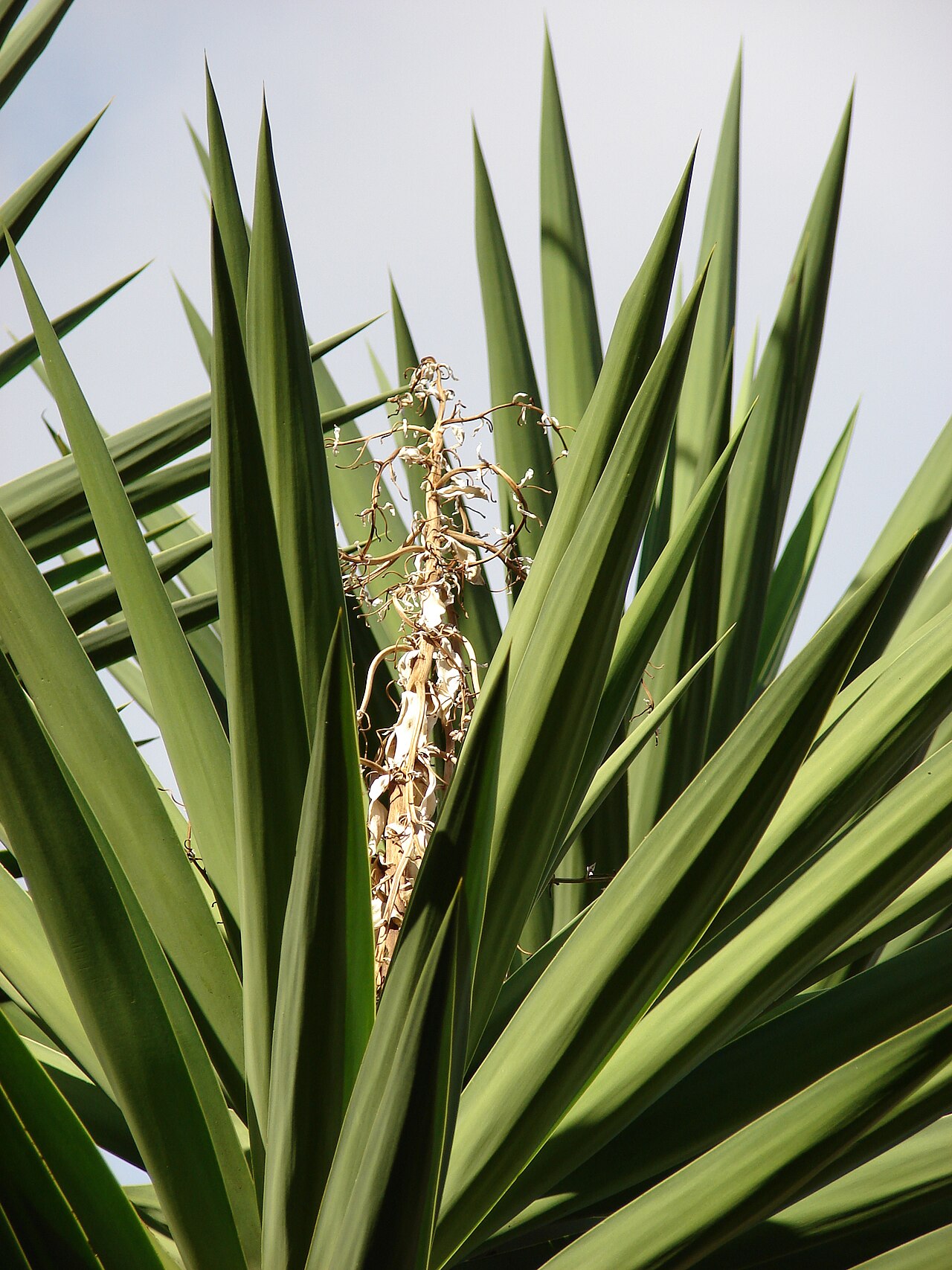 Yucca gigantea, Spineless yucca — upright evergreen (Asparagaceae) (image 10 of 10)
