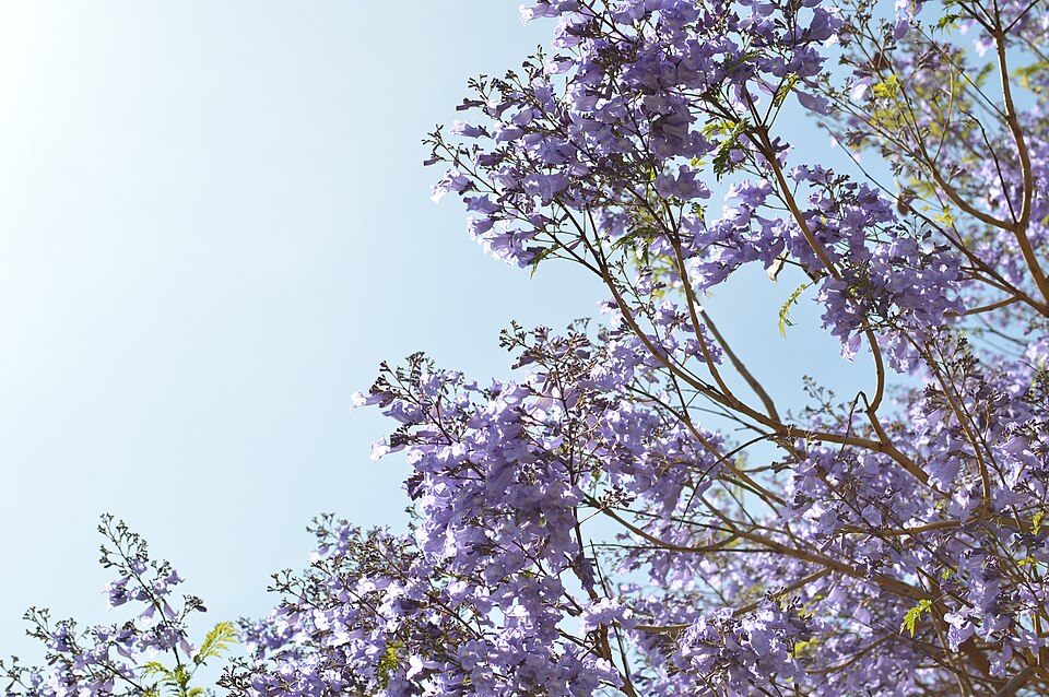 Jacaranda (jacarandas) (alternate view 8)