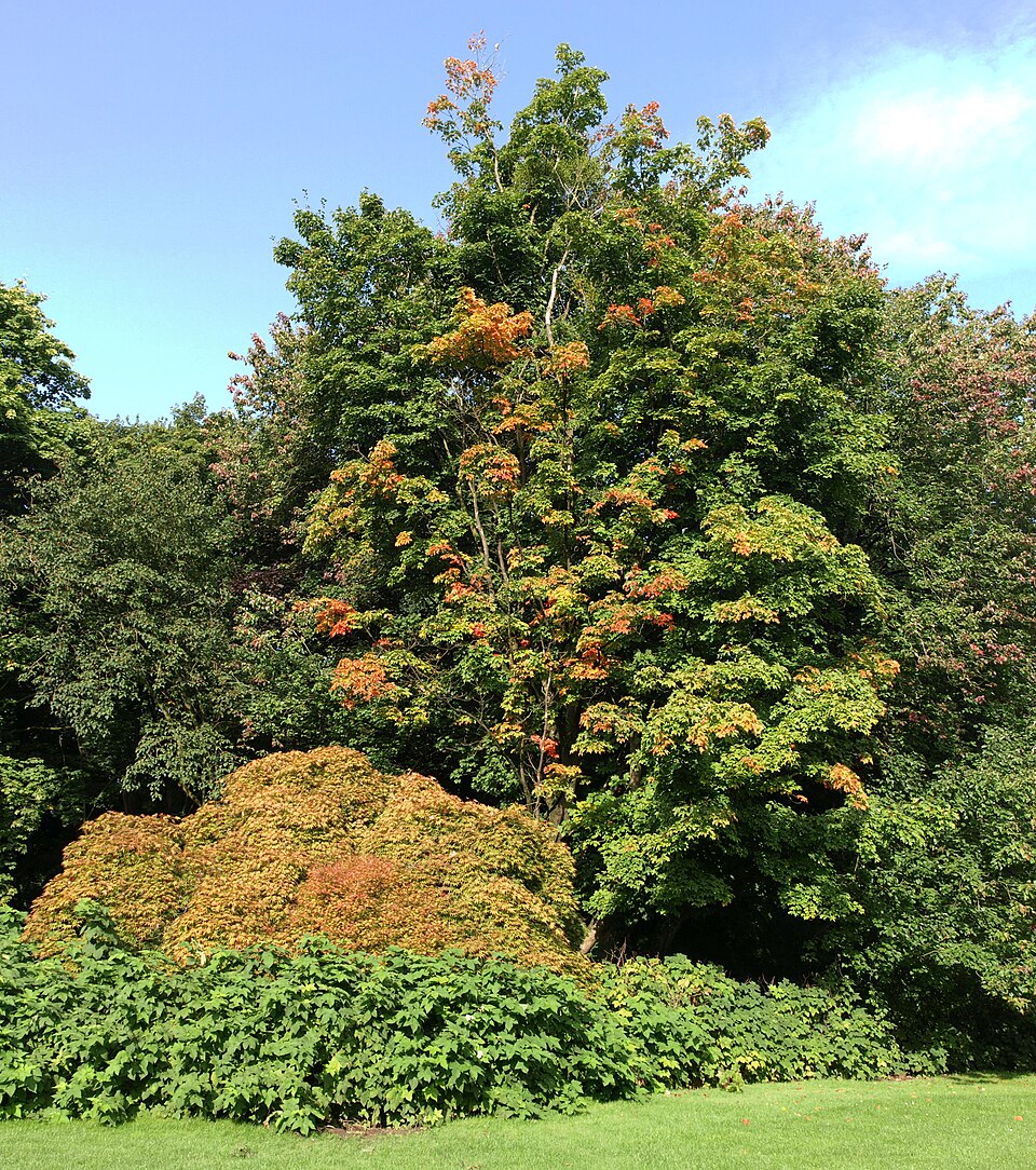 Acer saccharum (sugar maple) (alternate view 3)
