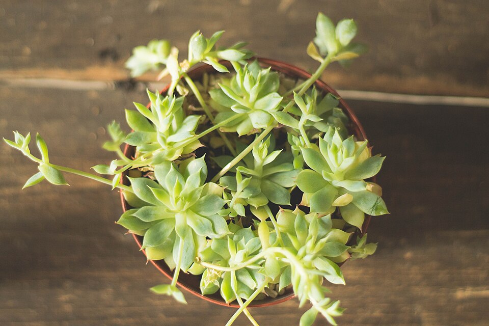 Sempervivum species & cvs (Houseleek) (alternate view 5)