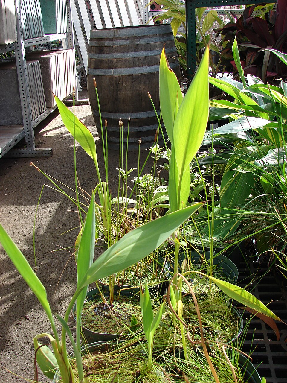 Canna glauca (Water Canna) (alternate view 7)