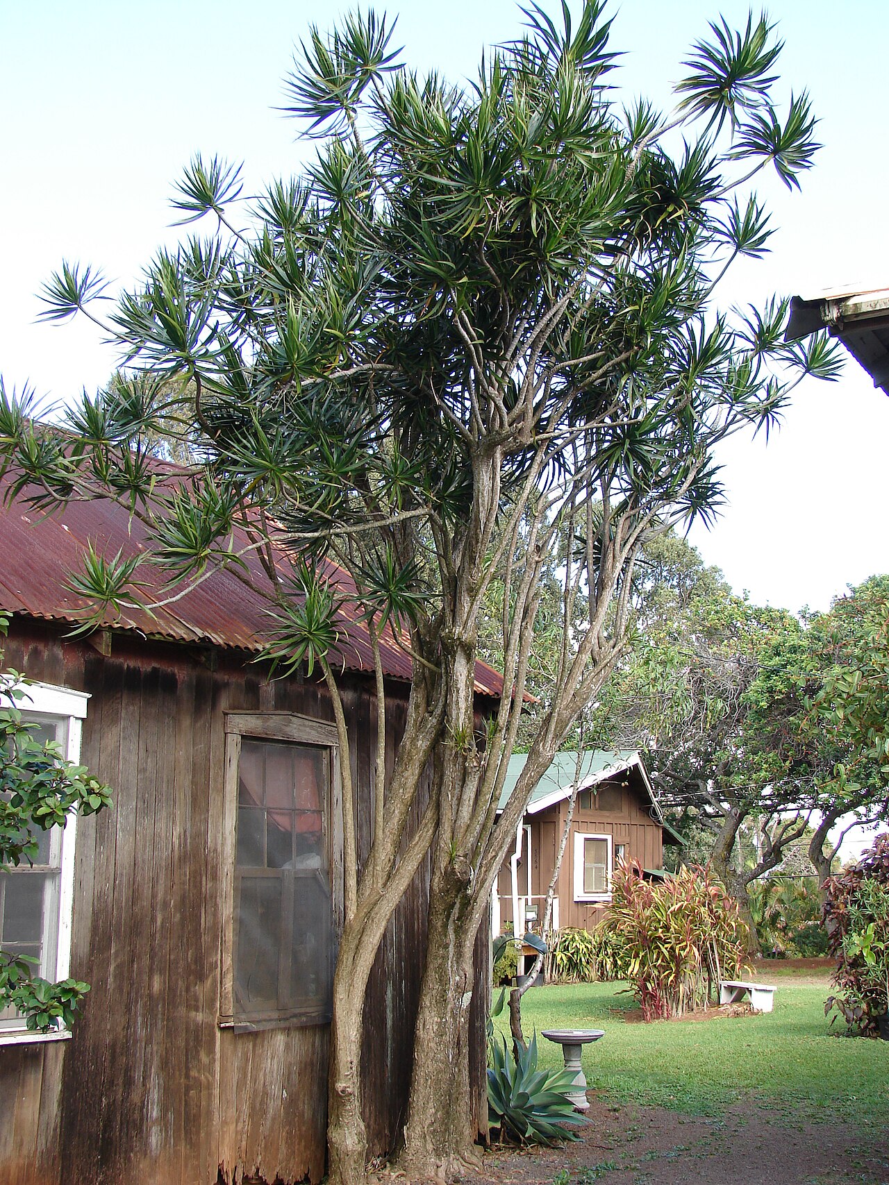 Dracaena marginata (Dragon Tree)