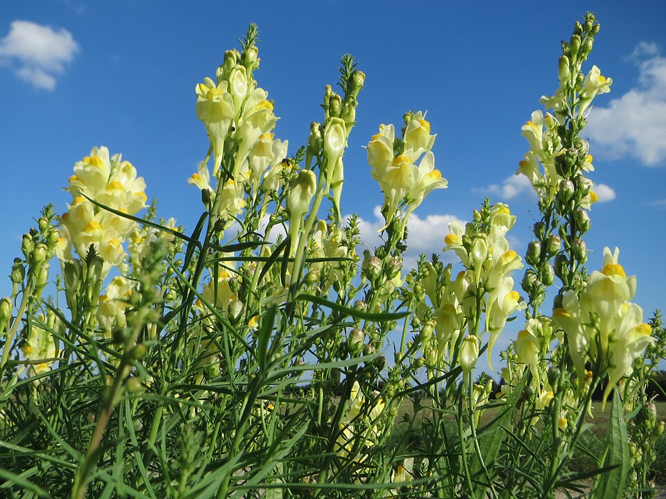 Linaria vulgaris (common toadflax)