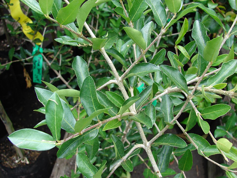 Malpighia emarginata (Acerola Cherry) (alternate view 8)