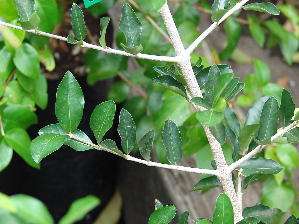 Malpighia emarginata (Acerola Cherry) (alternate view 9)