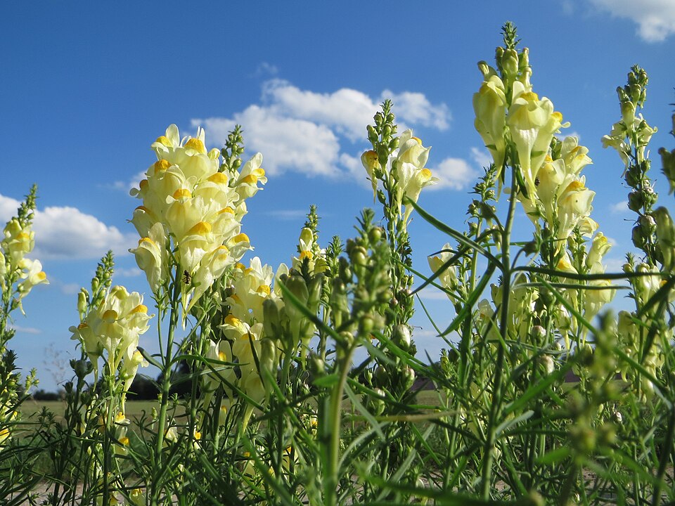 Linaria vulgaris (common toadflax)