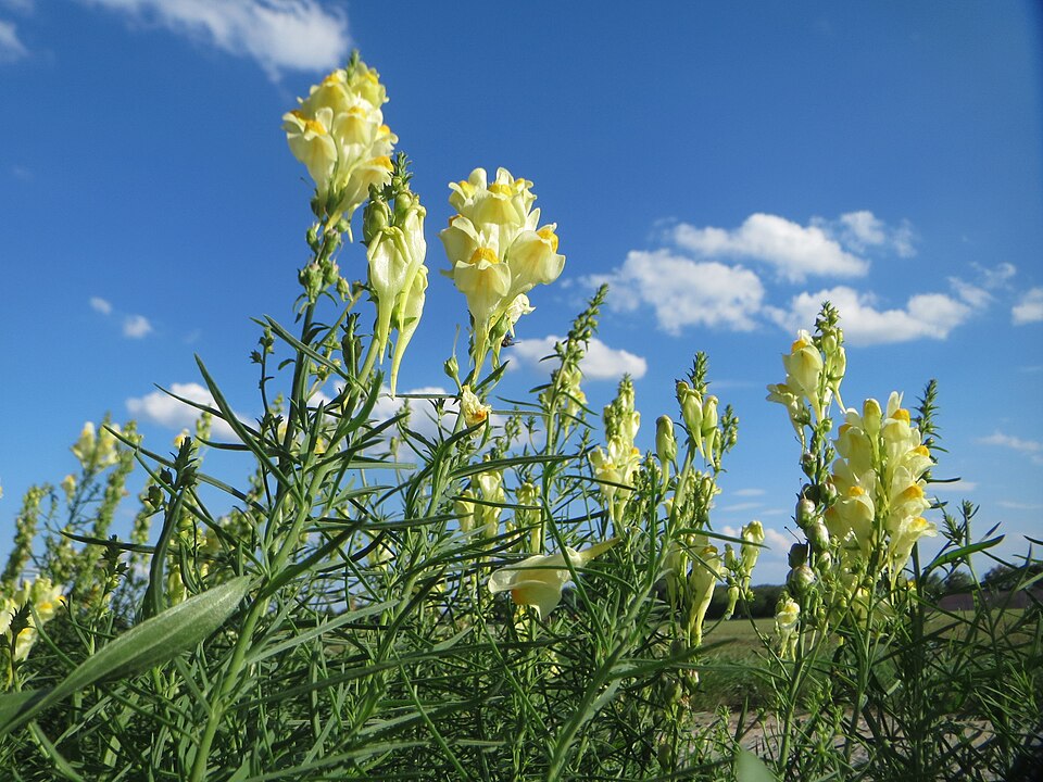 Linaria vulgaris (common toadflax)
