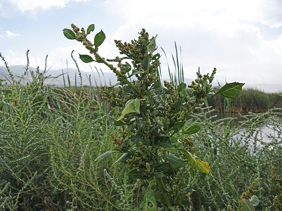 Oxybasis rubra (red pigweed) (alternate view 6)