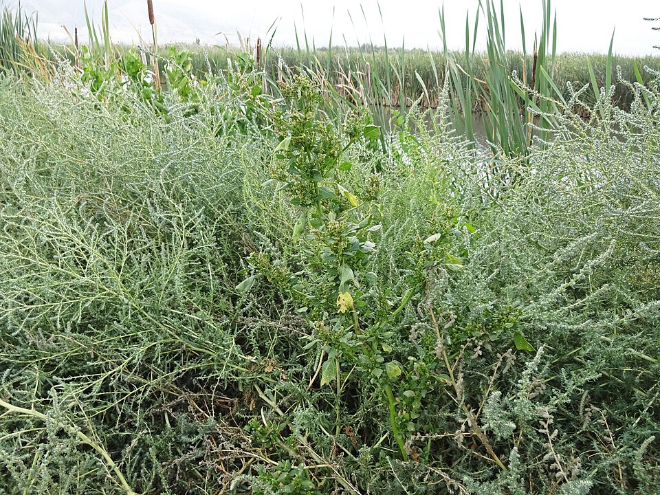 Oxybasis rubra (red pigweed) (alternate view 7)