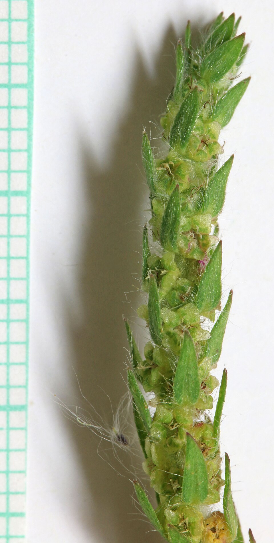 Bassia scoparia (summer-cypress) (alternate view 5)