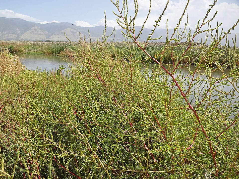 Bassia scoparia (summer-cypress) (alternate view 8)
