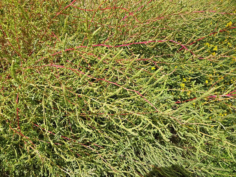 Bassia scoparia (summer-cypress) (alternate view 9)