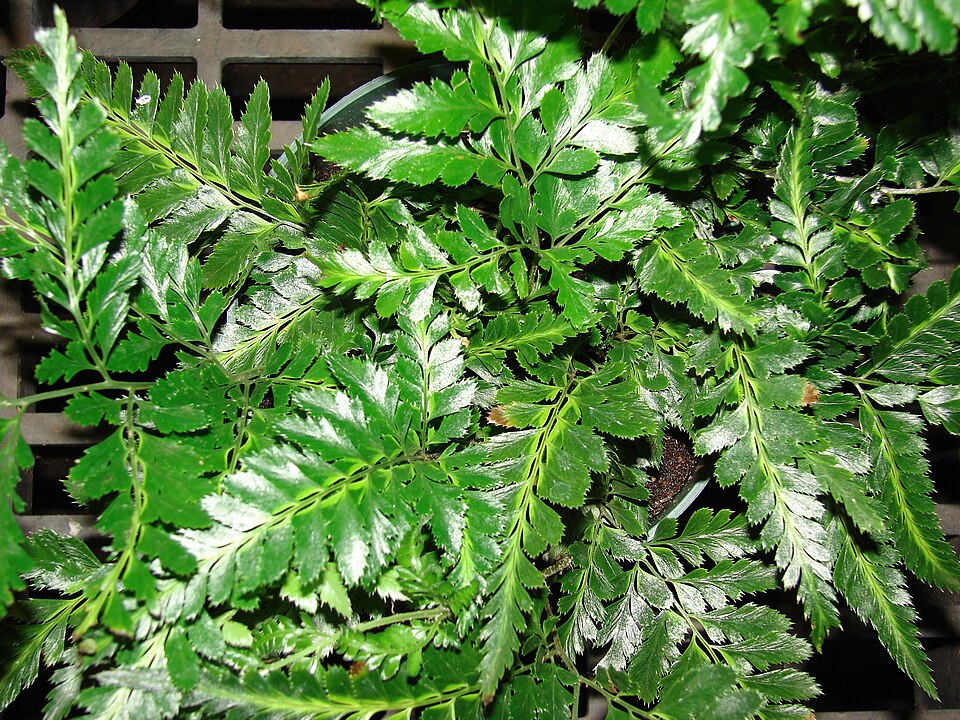 Arachniodes simplicior (Variegated Holly Fern) (alternate view 7)