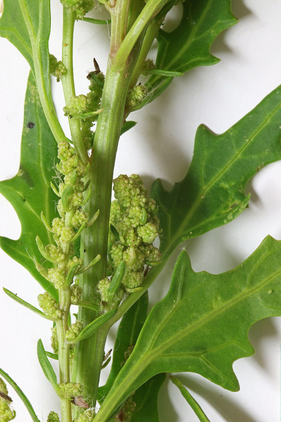 Oxybasis rubra (red pigweed) (alternate view 8)