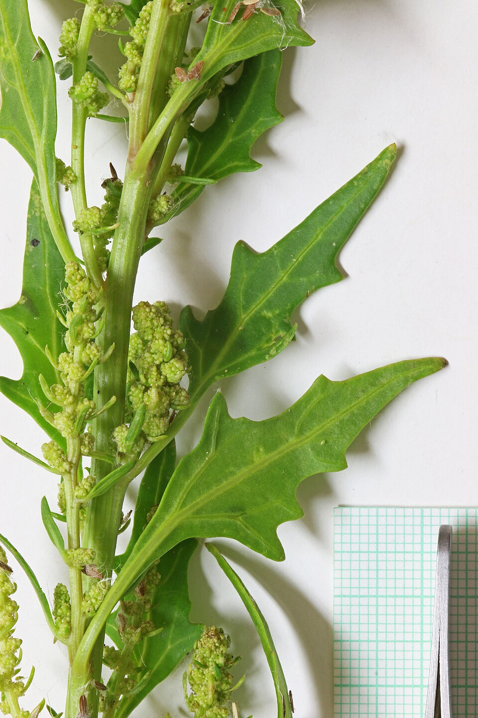 Oxybasis rubra (red pigweed) (alternate view 9)