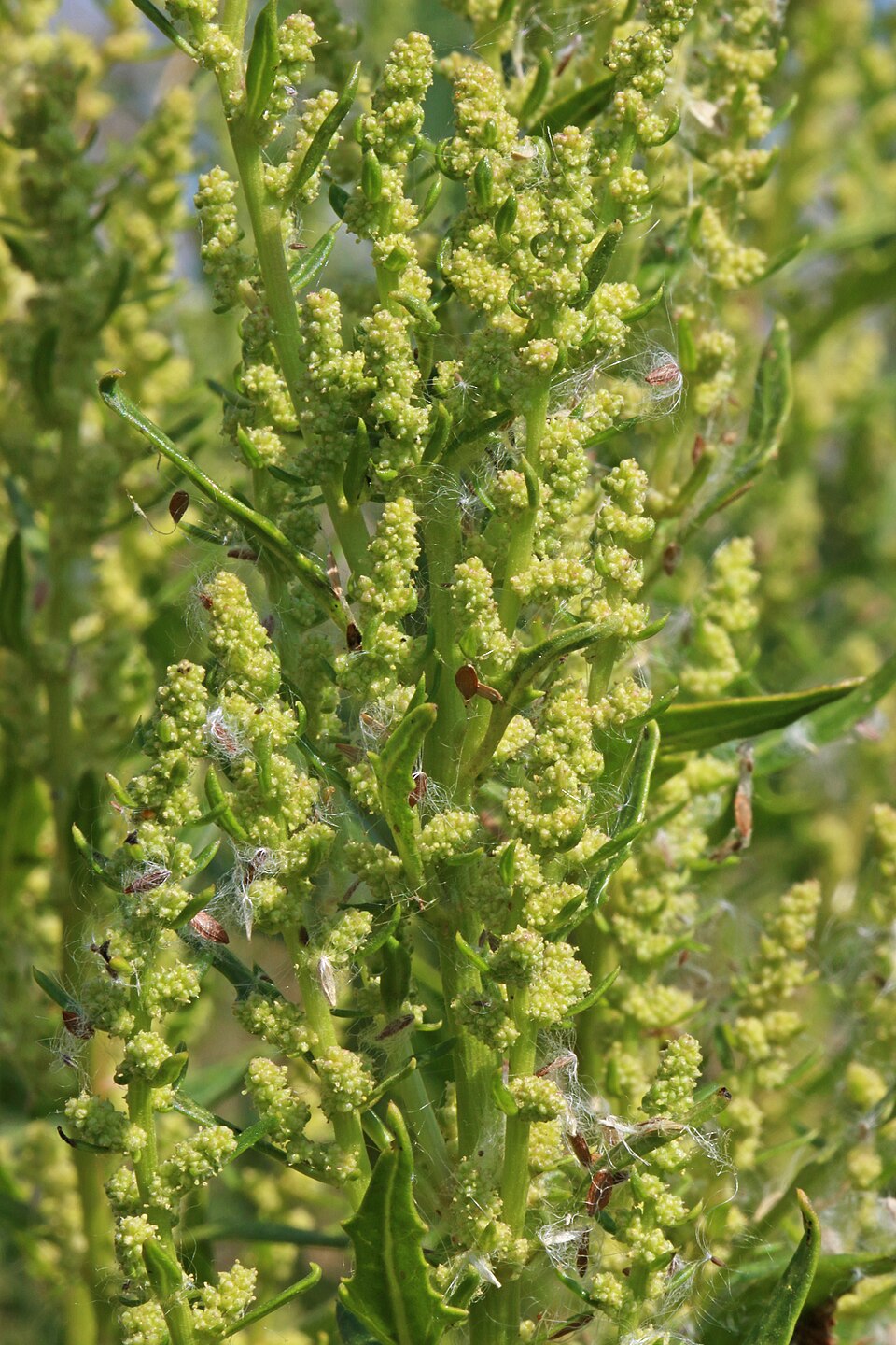 Oxybasis rubra (red pigweed) (alternate view 10)