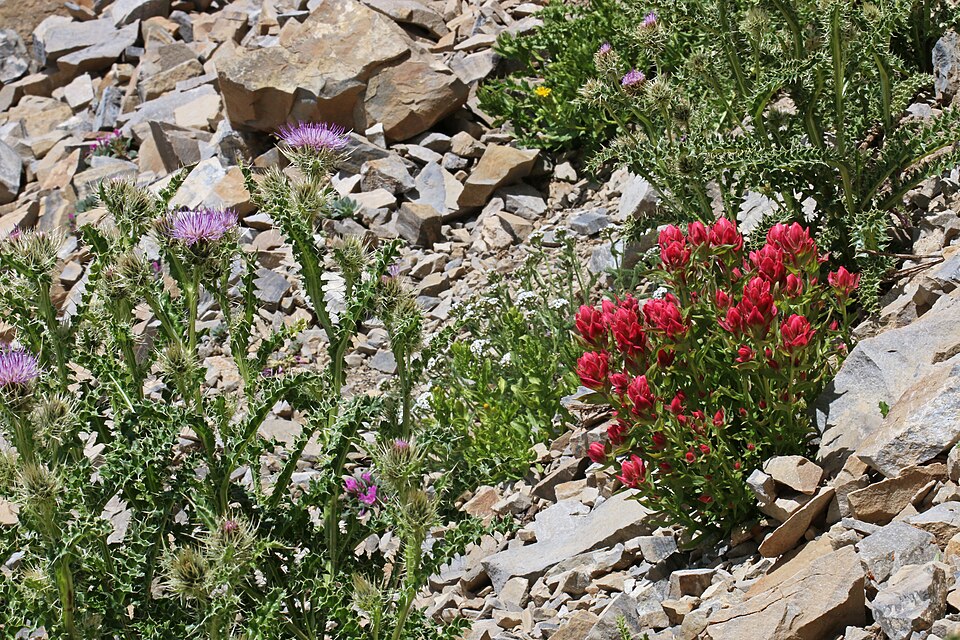 Noccaea fendleri (Fendler's pennycress) (alternate view 7)