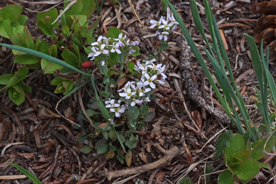 Noccaea fendleri (Fendler's pennycress) (alternate view 8)